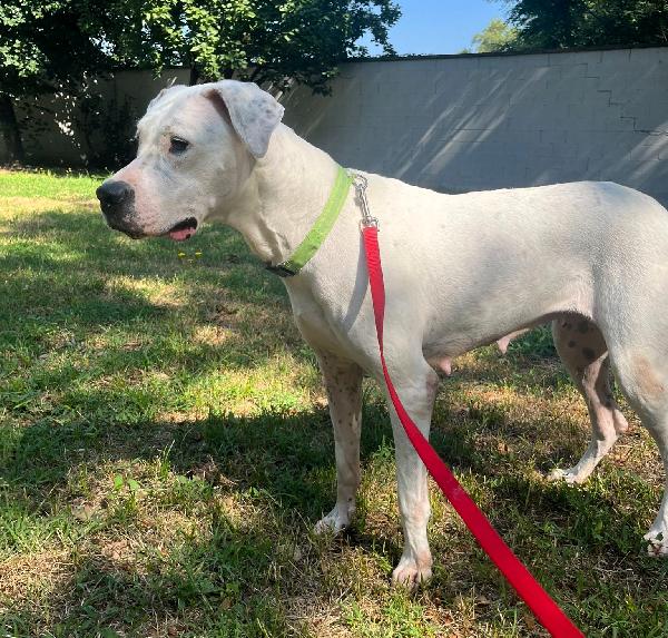 LOLA DOGO ARGENTINO ADOZIONE DEL CUORE Foto 5
